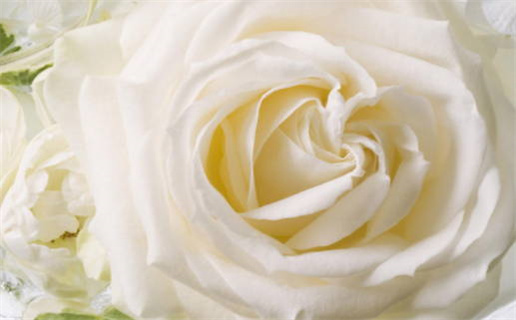 2024年农历十月十五领证黄道吉日 今日领证好不好